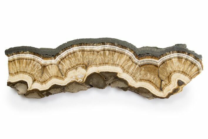 Polished Barite and Marcasite Slab - Lubin Mine, Poland #302262
